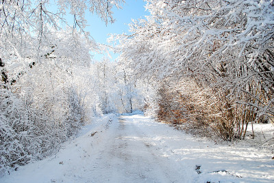 树上覆盖着雪