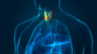 人体腺体甲状腺解剖学