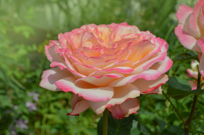二音花在花园里。玫瑰花瓣由黄色变为粉红色。