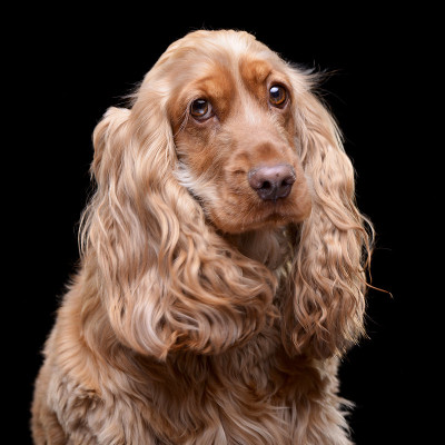 可爱的英国可卡犬的肖像