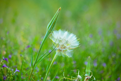 Eriophorum virginicum.