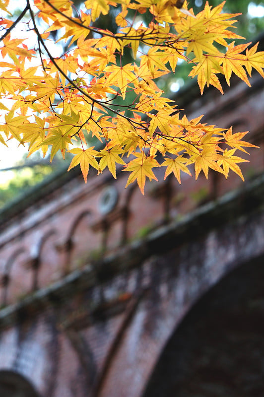 京都南禅寺的秋叶