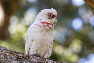 族Corella