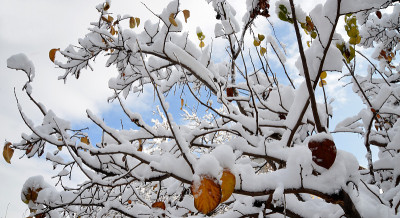 雪地里的榅桲树
