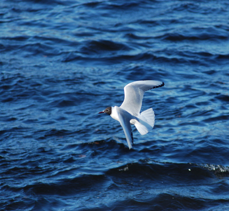 鸟，海鸥，春天，水，浪，鞭，公园，海湾，