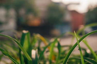 草