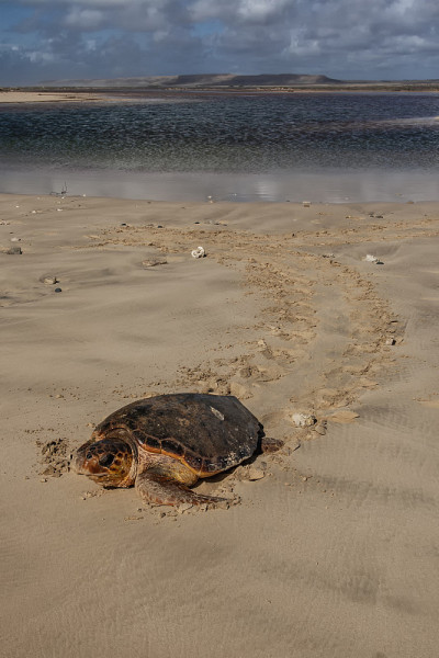 刚孵出的红海龟(Caretta Caretta)向大海进发。