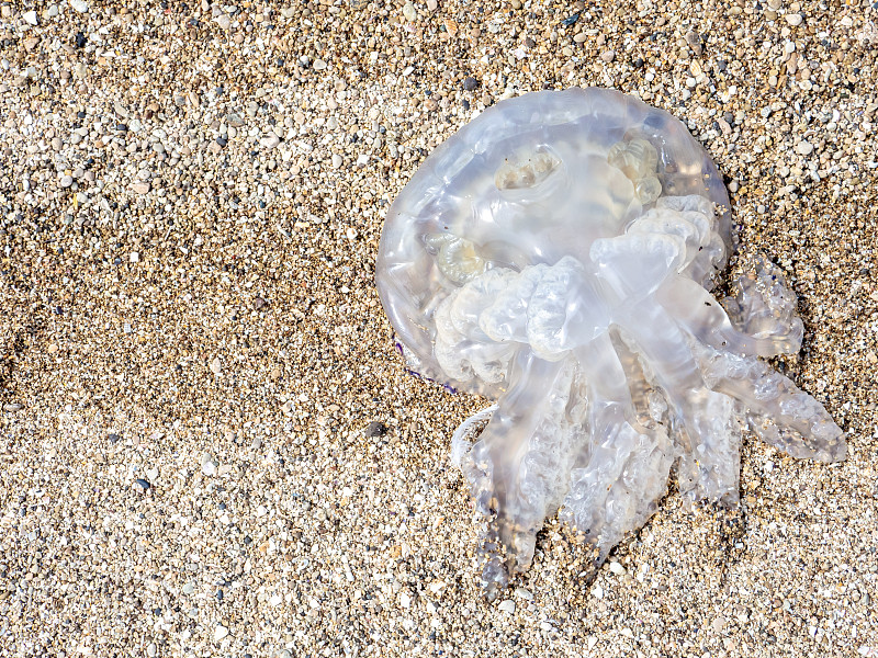 jellyfish on the sand