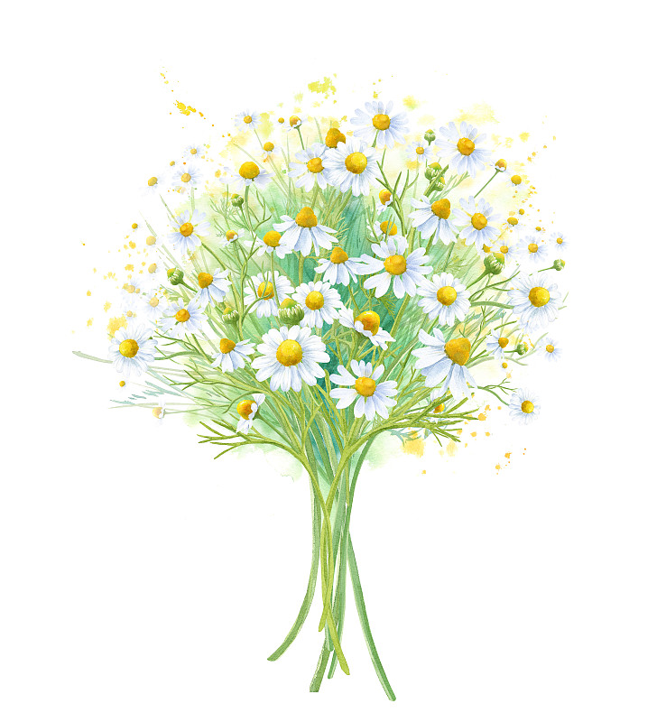 一束收获的甘菊。草药茶。水彩插图。