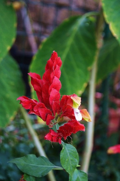 花和石楠红知更鸟在花园里