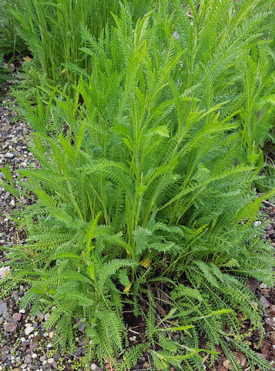蓍草;蓍属;原;幼苗;发芽