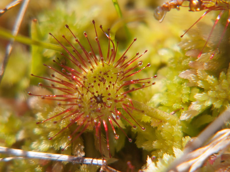 drosera rotundifolia,法国卢瓦尔河