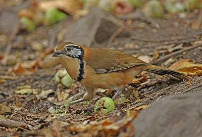更大的民族Laughingthrush