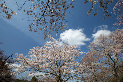 吉野山的樱花