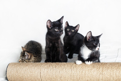 四个可爱的小猫