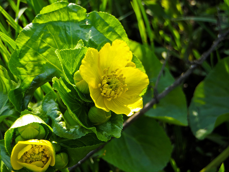 沼泽万寿菊(Caltha palustris)在春天