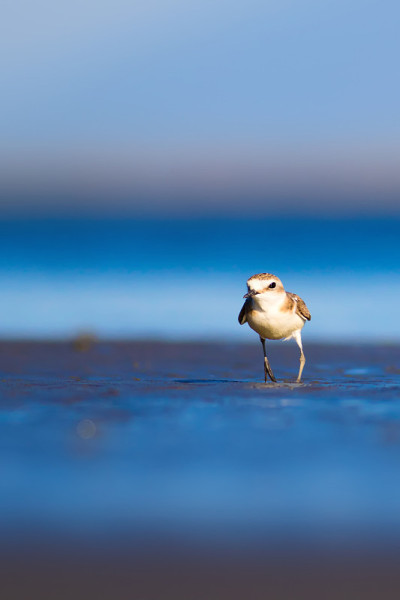 可爱的小水鸟。自然背景。常见的水鸟:肯特鸻。Charadrius alexandrinus。