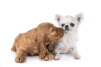 小狗可卡犬和吉娃娃犬