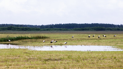 一群白鹳围着池塘在田野里
