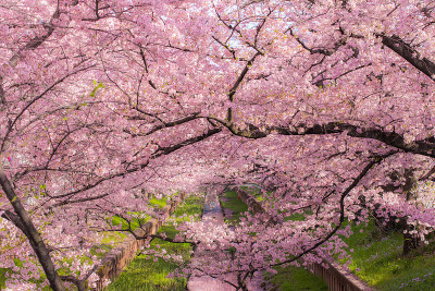 “Sakura”樱花在河边盛开