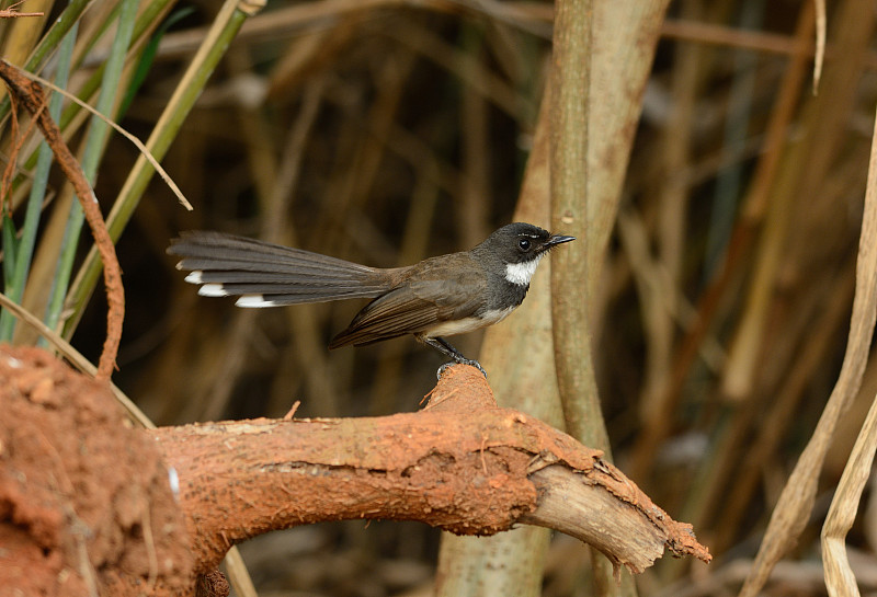 花衣魔笛手(Rhipidura javanica)