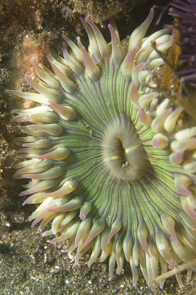 太平洋海底的海葵