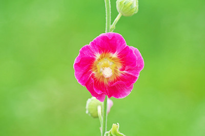 蜀葵之花