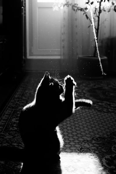 顽皮的黑猫在黑白