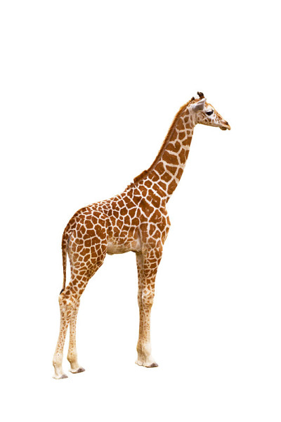 长颈鹿(Giraffa鹿豹座)