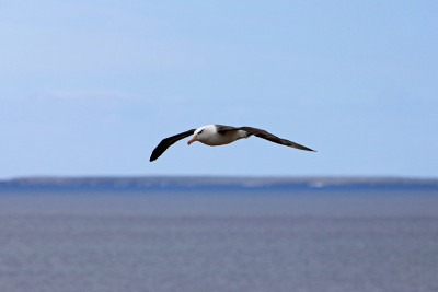 飞行的黑眉信天翁，黑鳍海雀，福克兰群岛