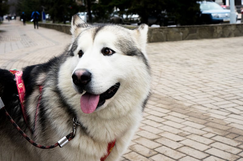 漂亮的狗的画像。西伯利亚莱卡犬。美丽的哈士奇。狗是人类最好的朋友。