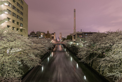 日本东京的樱花