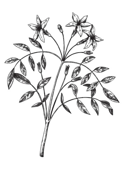 向量茉莉花插图