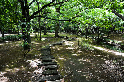 阳光透过嫩绿的树木，霞水公园(习志野，千叶，日本)