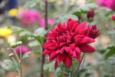 花