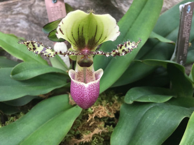 绿紫兰花