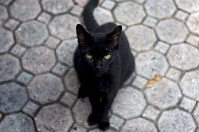 黑猫用绿色的眼睛看着观众浅景深