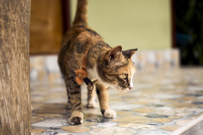 在皮皮唐岛上的猫