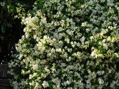 明星茉莉花