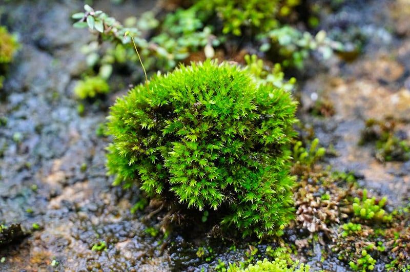 大面积苔藓覆盖地面