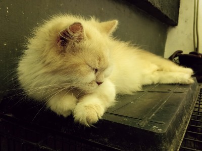 小猫
