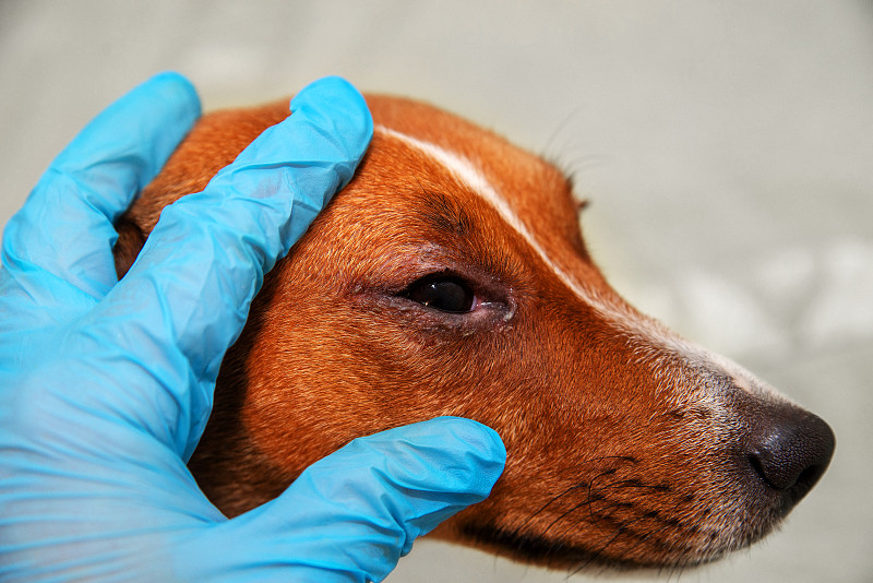 兽医检查一只腊肠犬的眼睛。结膜炎犬眼。宠物医疗保健理念。