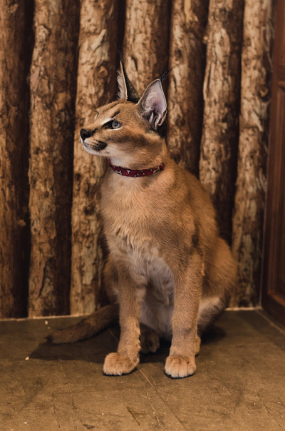 狞猫的猫