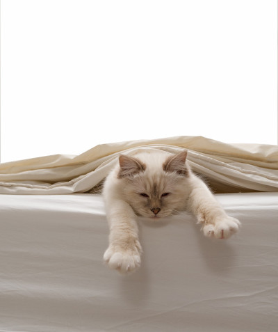纯白色的猫