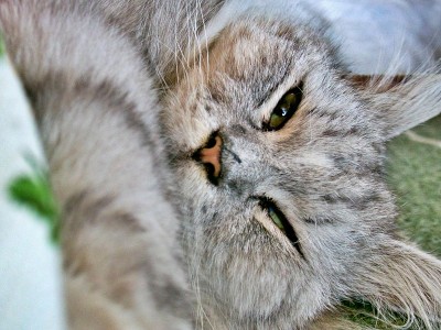 睡觉的懒猫