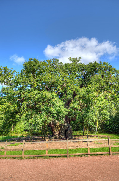 Major Oak, Sherwood Forest，诺丁汉郡