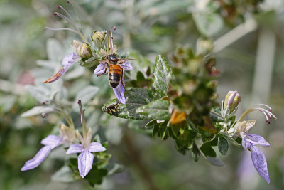 采花粉的蜜蜂靠近teucrium fruticans花echinops或germander拉丁名ap