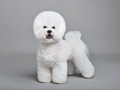 比熊犬