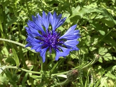 雅蓝花，宝蓝花