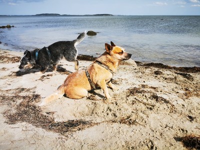海滩上的澳大利亚牧牛犬